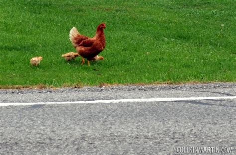 Descubre el Encanto de la Calle del Pollo en España Ahora in Spain